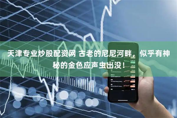 天津专业炒股配资网 古老的尼尼河畔，似乎有神秘的金色应声虫出没！